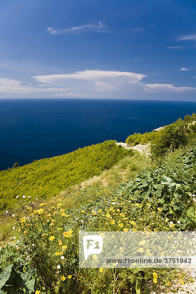 Coastal landscape  Mljet Island  Dubrovnik-Neretva  Dalmatia  Croatia  Europe