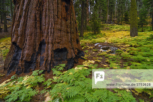 Stamm vom Mammutbaum  Riesenmammutbaum (Sequoiadendron giganteum)  Riesensequoia  im Wald mit dichtem Farnbewuchs am Waldboden  Sequoia Nationalpark  Kalifornien  USA