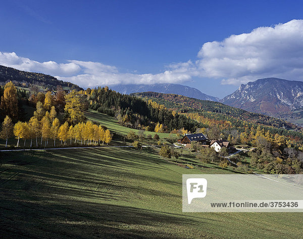 Herbstliche Birken ein Bauernhof und hinten die Rax  Niederösterreich  Österreich