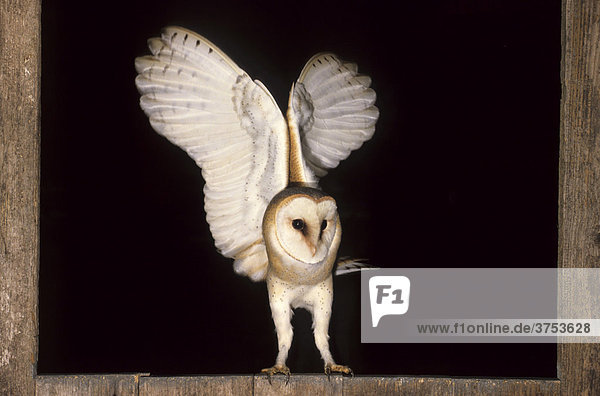 Schleiereule (Tyto alba) am Fenster eines Geräteschuppens