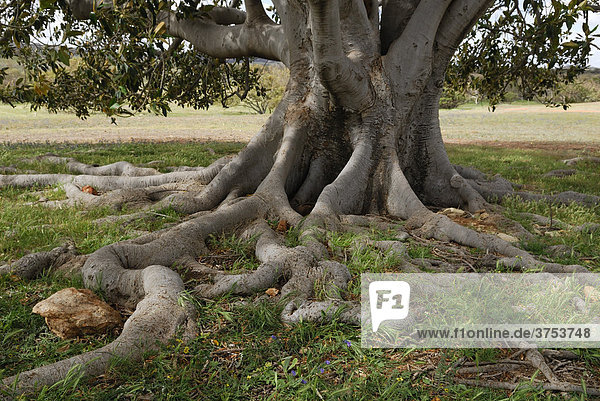 Stamm und Wurzeln der Großblättrigen Feige  Moreton Bay Fig (Ficus macrophylla)  Westaustralien  Australien