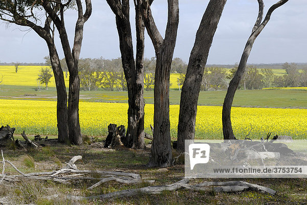 Gum tree (Eucalyptus) trunks in front of blossoming rape or canola fields  Western Australia  Australia