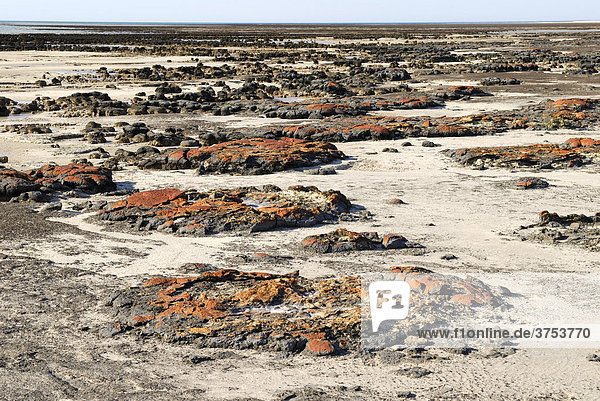 Stromatolithen-Formation  teilweise abgestorben  Hamlin Pool Marine Nature Reserve  Western Australia  Australien