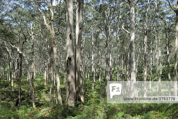 Karri-Bäume (Eucalyptus diversicolor)  Boranup Forest  Leeuwin-Naturaliste Nationalpark  Western Australia  Australien