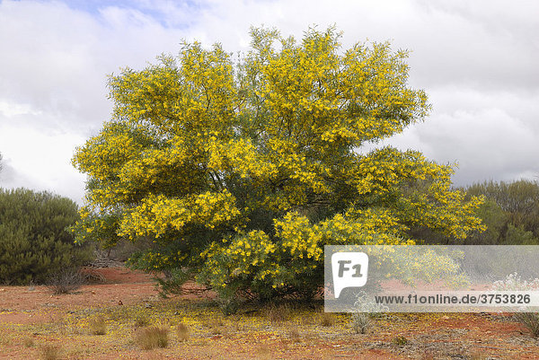 Bright yellow flowering Wattle Tree (Acacia)  Geraldton  Western Australia  Australia