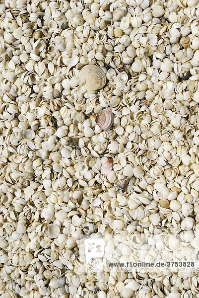 Small cockle shells (Fragum erugatum) at Shell Beach  Shark Bay World Heritage Site  Western Australia  Australia
