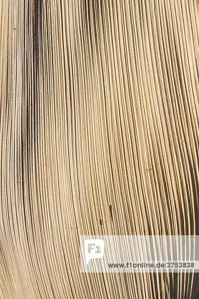 Surface texture of a dried palm frond  leaf