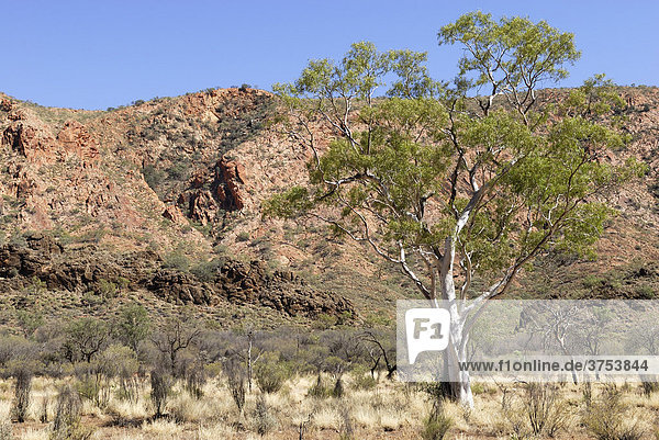 Eukalyptus (Eucalyptus) vor den Felsen der East MacDonnell Ranges  Norhern Territory  Australien