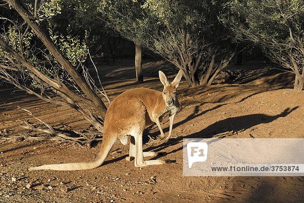 Red Kangaroo (Macropus rufus)  Desert Park  Alice Springs  Northern Territory  Australia