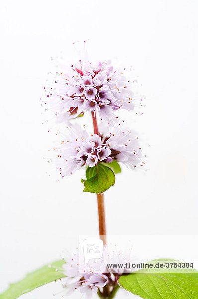 Detail  Water Mint (Mentha aquatica  Mentha hirsuta)  violet blossoms