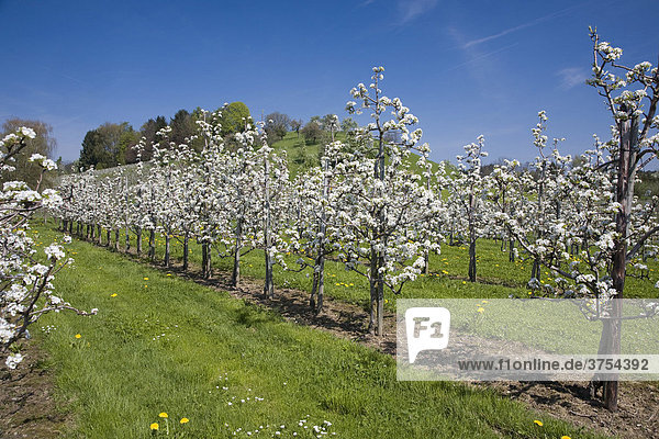 Obstanbau  blühende Obstbäume in Lindau am Bodensee  Bayern  Deutschland  Europa