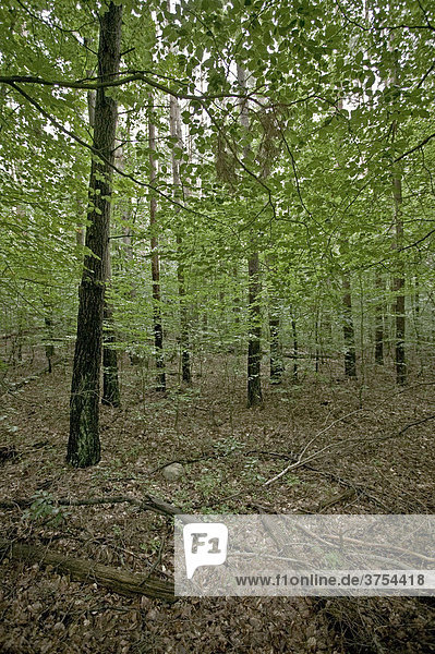 Wald im Sommer in Mecklenburg-Vorpommern  Deutschland