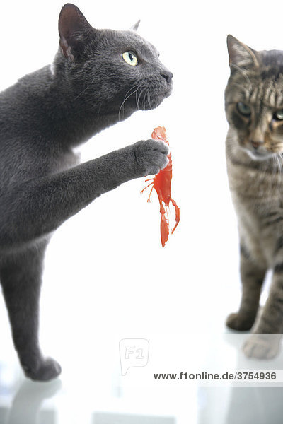 Cats playing with toy crab