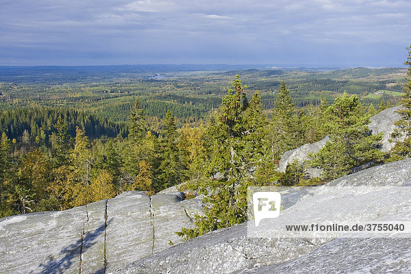 Wald  Felsen  Koli National Park  Finnland