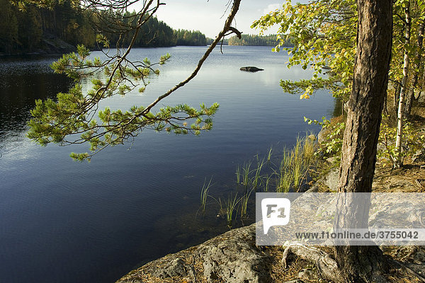 See mit Kiefernwald  Isojärvi National Park  Finnland
