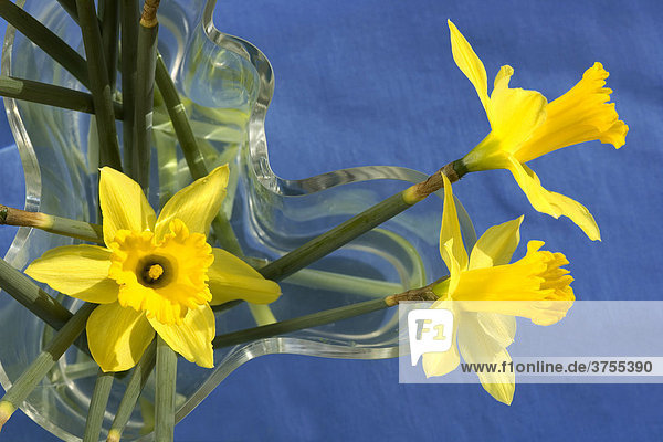 Daffodils (Narcissus) in a glass vase