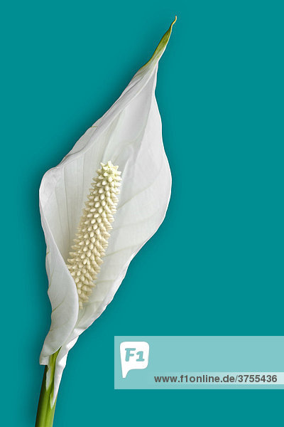 Spath or Peace Lily (Spathiphyllum)