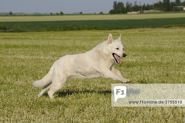 Weißer Schäferhund auf einer Wiese rennend