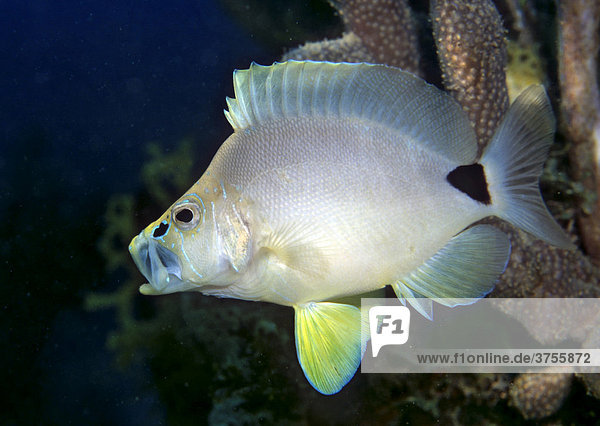 Butter Hamlet fish (Hypoplectrus unicolor)  Netherlands Antilles  Caribbean