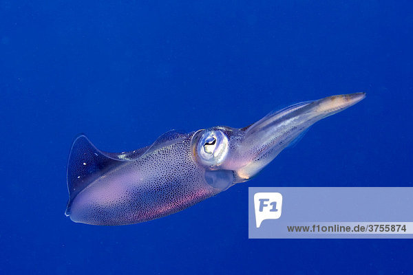 Bigfin Reef Squid  Oval Squid (Sepioteuthis lessoniana)  Roatan  Honduras  Caribbean