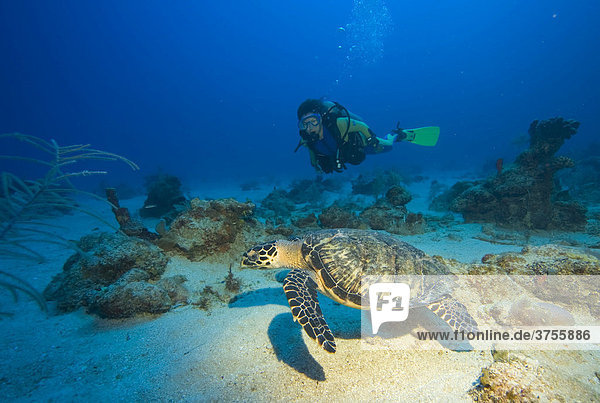 Hawksbill Turtle (Eretmochelys imbricata) and scuba diver  Caribbean  Honduras  Central America