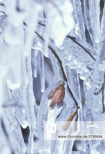 Ice covered branches and catkins of a Hazelnut bush (Corylus avellana) after freezing rain  Black Forest  Baden-Wuerttemberg  Germany
