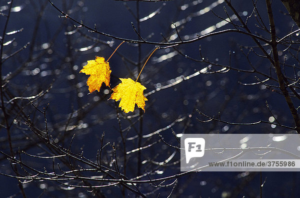Two last remaining autumn coloured leaves on bare twigs of the Sugar Maple tree (Acer saccharum) in late autumn in a National Park in Quebec  Eastern Canada