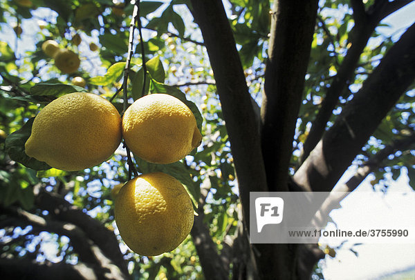 Three lemons hanging from a lemon tree (Citrus _ limon)  Sicily  Italy