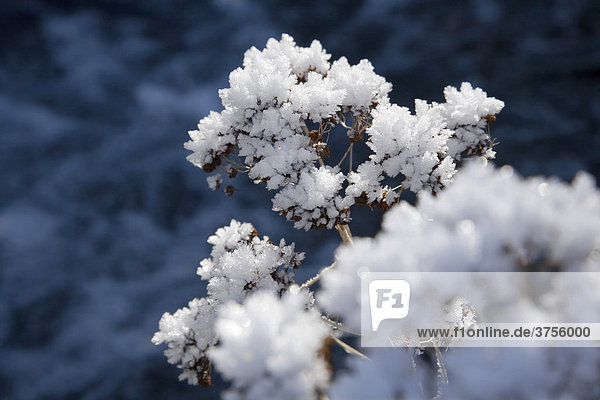 White frost covering a Chervil (Apiaceae)  Black Forest  Germany