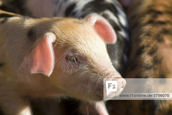 Kleines Schweinchen (Sus scrofa domestica) Bioschwein  Ökoschwein  auf einem Biohof