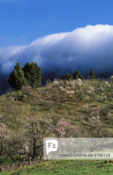 Aridane-Tal  blühende Mandelbäume  La Palma  Kanarische Inseln