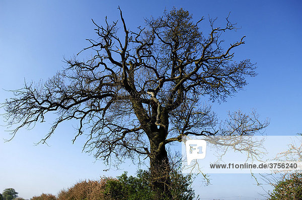 Großer kahler Eichenbaum (Quercus)  Othenstorf  Mecklenburg-Vorpommern  Deutschland  Europa