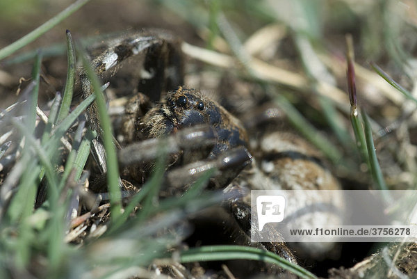 Tarantel (Lycosa tarentula) sonnt sich vor ihrem Erdloch  Grasse  Alpes-Maritimes  Frankreich  Europa