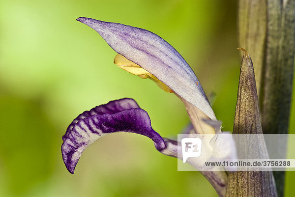 Violetter Dingel (Limodorum abortivum)  Grasse  Alpes-Maritimes  Frankreich  Europa