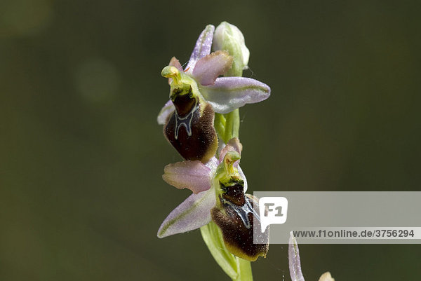 Ragwurz (Ophrys splendida) FrÈjus  Var  Frankreich  Europa
