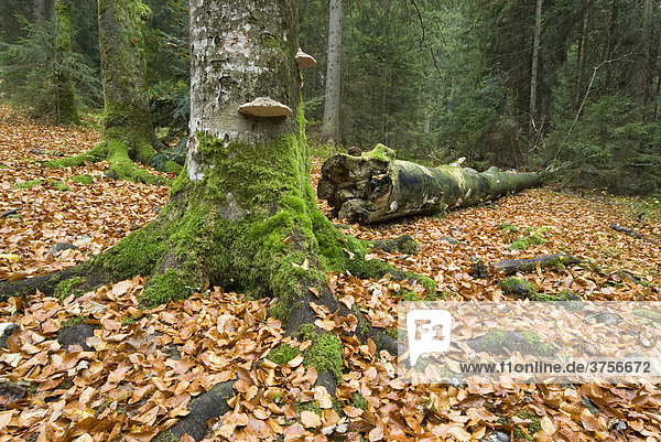 Autumn forest  fallen leaves  Berchtesgaden National Park  Bavaria  Germany  Europe