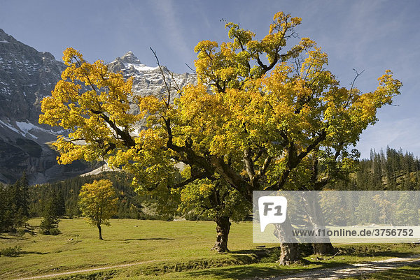 Bergahorn (Acer pseudoplatanus)  Kleiner Ahornboden  Karwendelgebirge  Tirol  Österreich  Europa