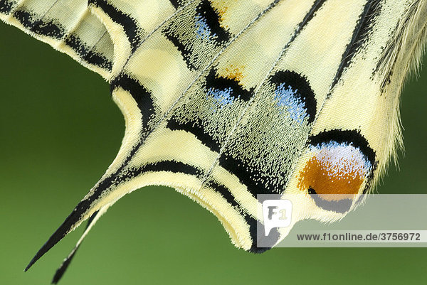 Detail  Flügel  Schwalbenschwanz (Papilio machaon)  Schwaz  Tirol  Österreich  Europa