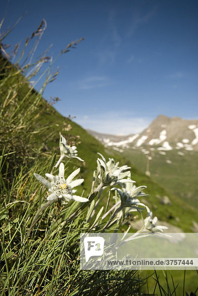 Edelweiß (Leontopodium alpinum) Franz-Josefs-Höhe Nationalpark Hohe Tauern Kärnten Österreich Europa