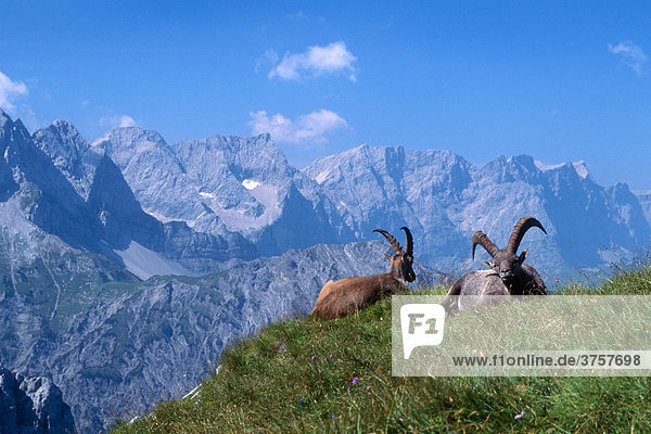 Alpensteinböcke  männlich (Capra ibex)  Rappenspitze  Karwendelgebirge  Tirol  Österreich  Europa