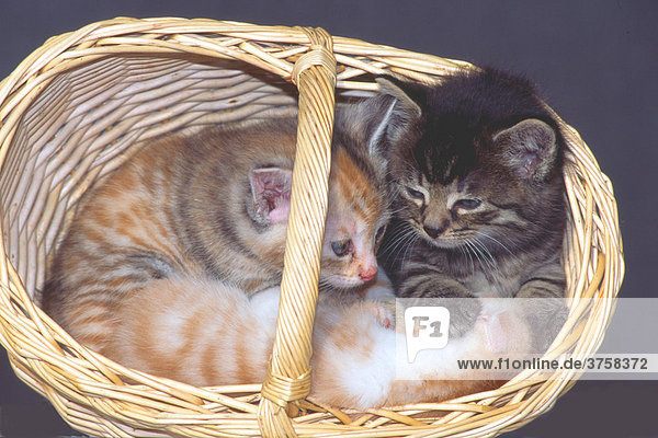 Hauskatzen (Felis silvestris f. catus)  Kätzchen im Korb