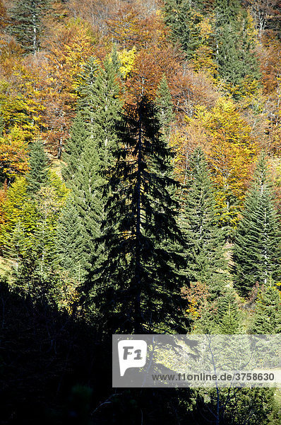 Silhouette eines Nadelbaumes vor buntem Bergmischwald im Herbst  Bayerische Alpen  Oberbayern  Bayern  Deutschland  Europa