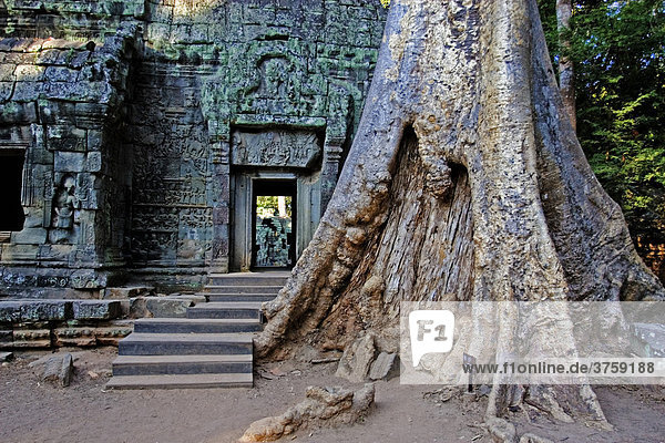 Im Urwald mit großen Bäumen eingewachsener Khmer Tempel Ta Prohm  Angkor Wat  Siem Reap  Kambodscha  Asien