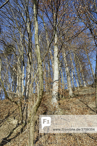 Berghang mit Rotbuchen (Fagus sylvatica) im Herbst