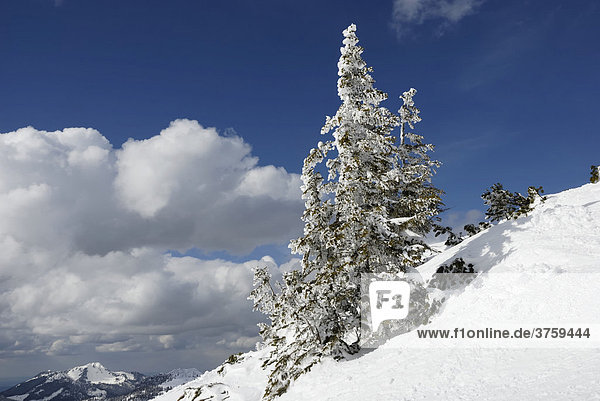 Verschneite Krüppel-Fichten (Picea abies) im Hochgebirge Chiemgau  Alpen  Bayern  Deutschland  Europa