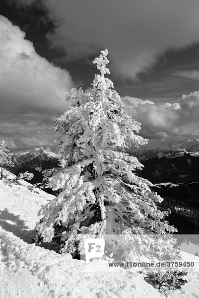Tief verschneite Fichte (Picea) im Hochgebirge  Chiemgau  Alpen  Bayern  Deutschland  Europa