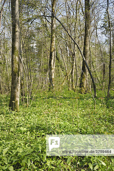 Mit Blättern von Bärlauch (Allium ursinum) bedeckter Waldboden eines Auenwaldes im Frühling  Voralpenland  Bayern  Deutschland  Europa