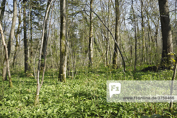 Mit Blättern von Bärlauch (Allium ursinum) bedeckter Waldboden eines Auenwaldes im Frühling  Voralpenland  Bayern  Deutschland  Europa