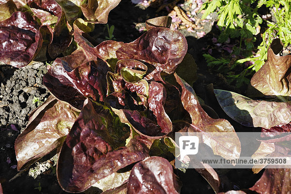 Blätter von Pflücksalat (Lactuca)  rote Variante  in einem Gemüsebeet