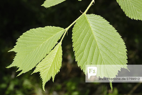 Blätter von Ulme (Ulmus glabra)